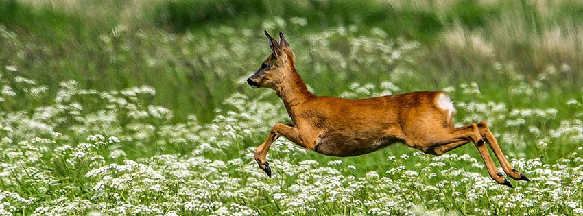 Øje til øje med den jyske natur