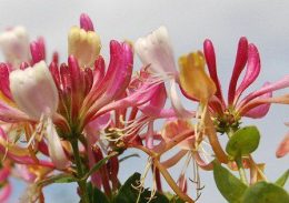 Eigil Holm - Blomsternes verden